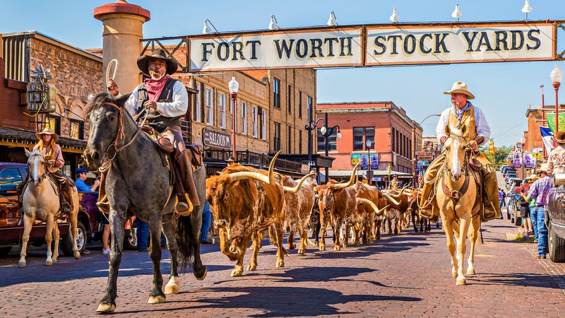 Two cowboys leading a row of cattle down the road at the Fort Worth Stockyards.